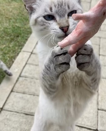 Vídeo: gato branco de olhos azuis em pé, brincando com a mão do tutor